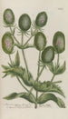 Phytanthoza iconographia Pl190 - Johann Wilhelm Weinmann — artwork view