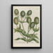 Phytanthoza iconographia Pl190 - Johann Wilhelm Weinmann — framed artwork on a wall