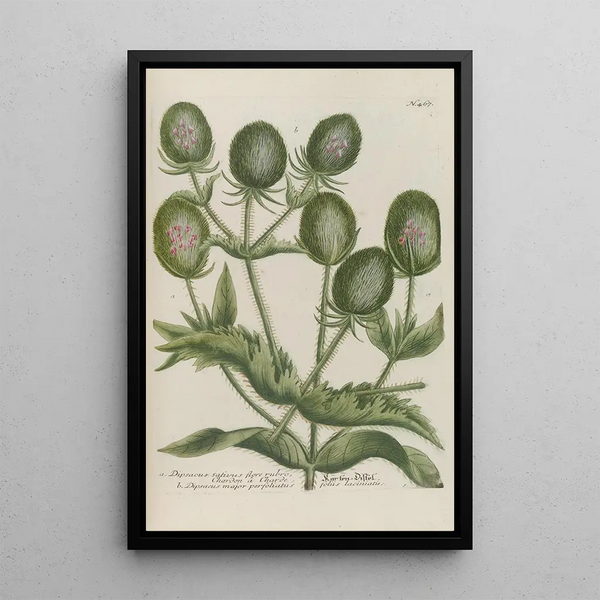 Phytanthoza iconographia Pl190 - Johann Wilhelm Weinmann — framed artwork on a wall