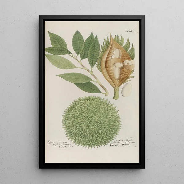 Phytanthoza iconographia Pl191 - Johann Wilhelm Weinmann — framed artwork on a wall