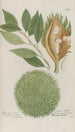 Phytanthoza iconographia Pl191 - Johann Wilhelm Weinmann — artwork view