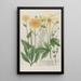 Phytanthoza iconographia Pl192 - Johann Wilhelm Weinmann — framed artwork on a wall