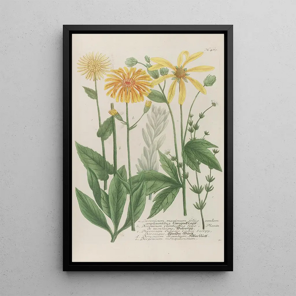 Phytanthoza iconographia Pl192 - Johann Wilhelm Weinmann — framed artwork on a wall