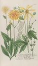 Phytanthoza iconographia Pl192 - Johann Wilhelm Weinmann — artwork view