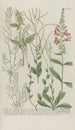 Phytanthoza iconographia Pl193 - Johann Wilhelm Weinmann — artwork view