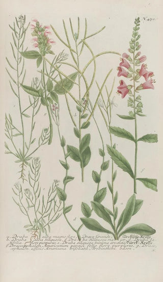 Johann Wilhelm Weinmann - Phytanthoza iconographia Pl193.webp