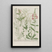Phytanthoza iconographia Pl193 - Johann Wilhelm Weinmann — framed artwork on a wall