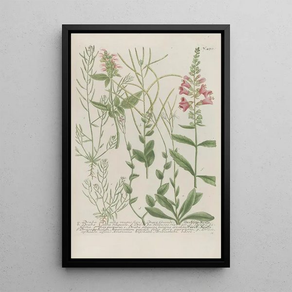 Phytanthoza iconographia Pl193 - Johann Wilhelm Weinmann — framed artwork on a wall