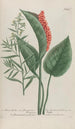 Phytanthoza iconographia Pl194 - Johann Wilhelm Weinmann — artwork view