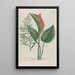 Phytanthoza iconographia Pl194 - Johann Wilhelm Weinmann — framed artwork on a wall