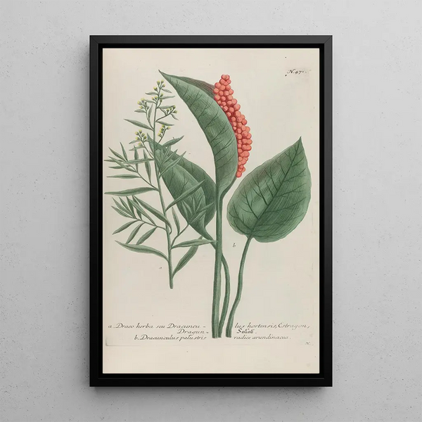 Phytanthoza iconographia Pl194 - Johann Wilhelm Weinmann — framed artwork on a wall
