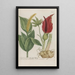 Phytanthoza iconographia Pl195 - Johann Wilhelm Weinmann — framed artwork on a wall