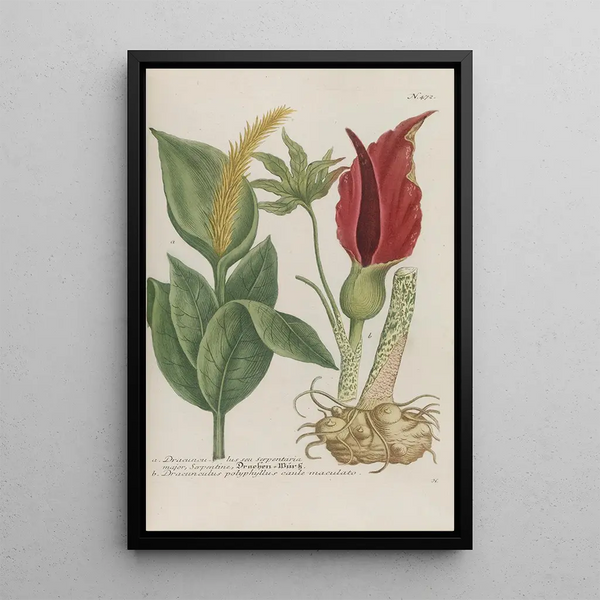 Phytanthoza iconographia Pl195 - Johann Wilhelm Weinmann — framed artwork on a wall
