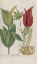 Phytanthoza iconographia Pl195 - Johann Wilhelm Weinmann — artwork view