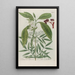 Phytanthoza iconographia Pl196 - Johann Wilhelm Weinmann — framed artwork on a wall