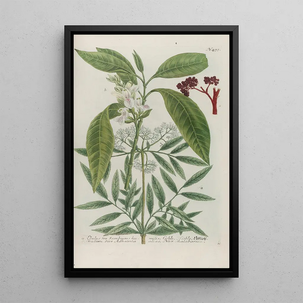 Phytanthoza iconographia Pl196 - Johann Wilhelm Weinmann — framed artwork on a wall