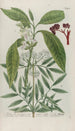 Phytanthoza iconographia Pl196 - Johann Wilhelm Weinmann — artwork view