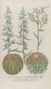 Phytanthoza iconographia Pl197 - Johann Wilhelm Weinmann — artwork view