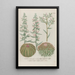 Phytanthoza iconographia Pl197 - Johann Wilhelm Weinmann — framed artwork on a wall