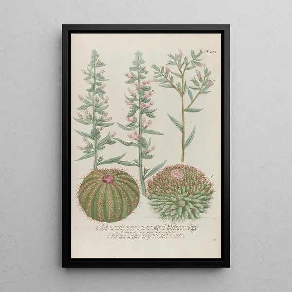 Phytanthoza iconographia Pl197 - Johann Wilhelm Weinmann — framed artwork on a wall