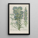 Phytanthoza iconographia Pl198 - Johann Wilhelm Weinmann — framed artwork on a wall