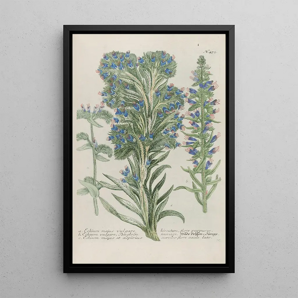 Phytanthoza iconographia Pl198 - Johann Wilhelm Weinmann — framed artwork on a wall
