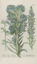 Phytanthoza iconographia Pl198 - Johann Wilhelm Weinmann — artwork view
