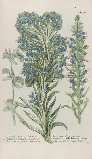 Johann Wilhelm Weinmann - Phytanthoza iconographia Pl198.webp