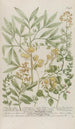 Phytanthoza iconographia Pl199 - Johann Wilhelm Weinmann — artwork view