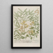 Phytanthoza iconographia Pl199 - Johann Wilhelm Weinmann — framed artwork on a wall