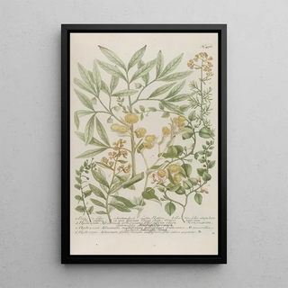 Johann Wilhelm Weinmann - Phytanthoza iconographia Pl199.webp