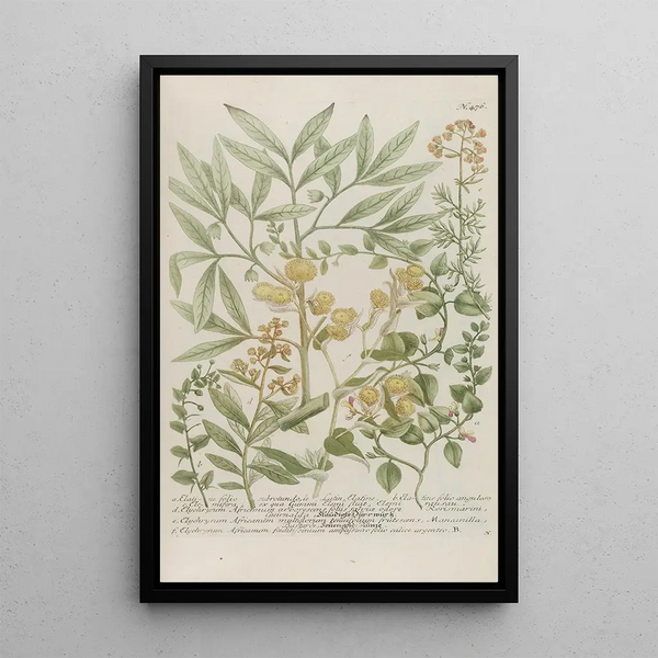 Phytanthoza iconographia Pl199 - Johann Wilhelm Weinmann — framed artwork on a wall