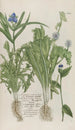 Phytanthoza iconographia Pl200 - Johann Wilhelm Weinmann — artwork view