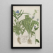 Phytanthoza iconographia Pl200 - Johann Wilhelm Weinmann — framed artwork on a wall
