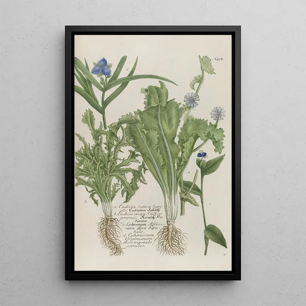 Phytanthoza iconographia Pl200 - Johann Wilhelm Weinmann — framed artwork on a wall