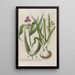 Phytanthoza iconographia Pl201 - Johann Wilhelm Weinmann — framed artwork on a wall