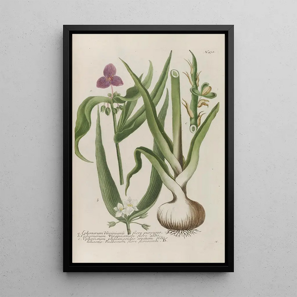 Phytanthoza iconographia Pl201 - Johann Wilhelm Weinmann — framed artwork on a wall