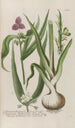 Phytanthoza iconographia Pl201 - Johann Wilhelm Weinmann — artwork view