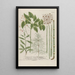 Phytanthoza iconographia Pl202 - Johann Wilhelm Weinmann — framed artwork on a wall