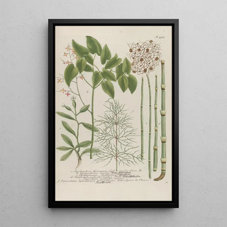 Johann Wilhelm Weinmann - Phytanthoza iconographia Pl202.webp