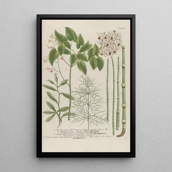 Phytanthoza iconographia Pl202 - Johann Wilhelm Weinmann — framed artwork on a wall