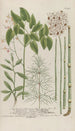 Phytanthoza iconographia Pl202 - Johann Wilhelm Weinmann — artwork view