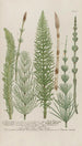 Phytanthoza iconographia Pl203 - Johann Wilhelm Weinmann — artwork view