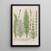 Phytanthoza iconographia Pl203 - Johann Wilhelm Weinmann — framed artwork on a wall