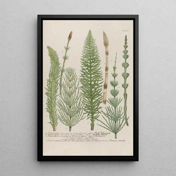 Phytanthoza iconographia Pl203 - Johann Wilhelm Weinmann — framed artwork on a wall