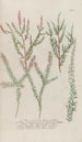 Phytanthoza iconographia Pl204 - Johann Wilhelm Weinmann — artwork view