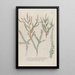 Phytanthoza iconographia Pl204 - Johann Wilhelm Weinmann — framed artwork on a wall