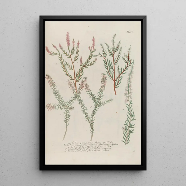 Phytanthoza iconographia Pl204 - Johann Wilhelm Weinmann — framed artwork on a wall