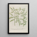 Phytanthoza iconographia Pl205 - Johann Wilhelm Weinmann — framed artwork on a wall