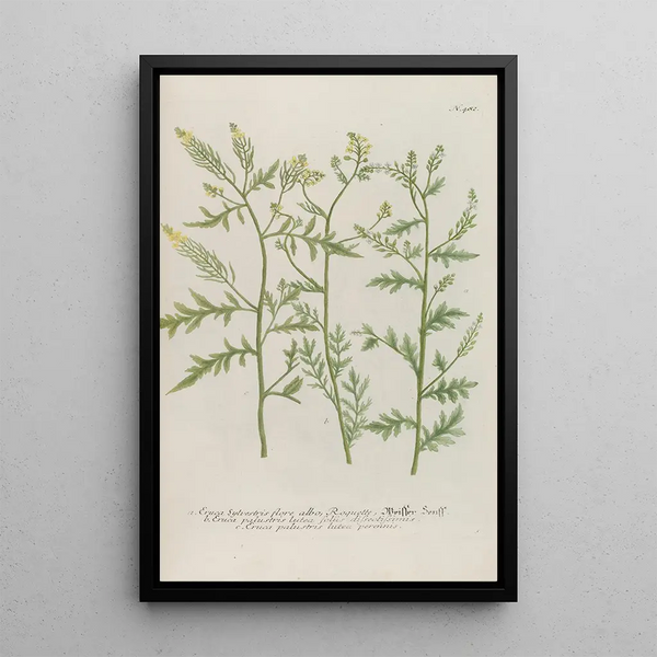 Phytanthoza iconographia Pl205 - Johann Wilhelm Weinmann — framed artwork on a wall